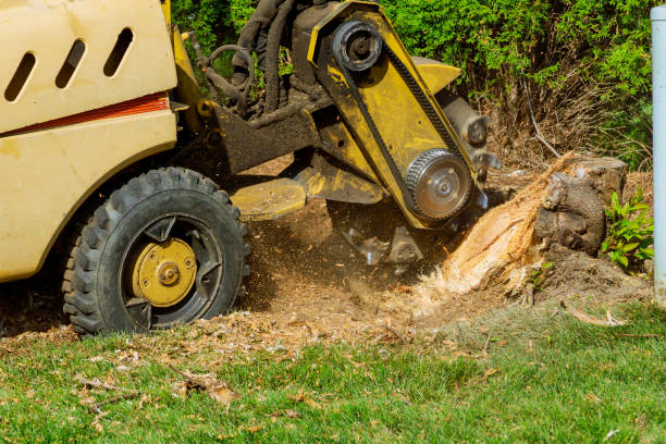 How Our Tree Care Process Works  in  Riverside, IA